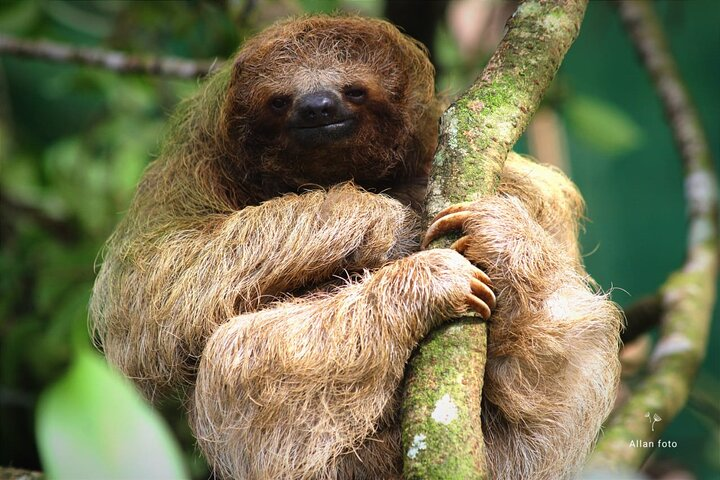 Wildlife Sloths hike - Cultural Chocolate-Coffee + waterfall swim - Photo 1 of 25
